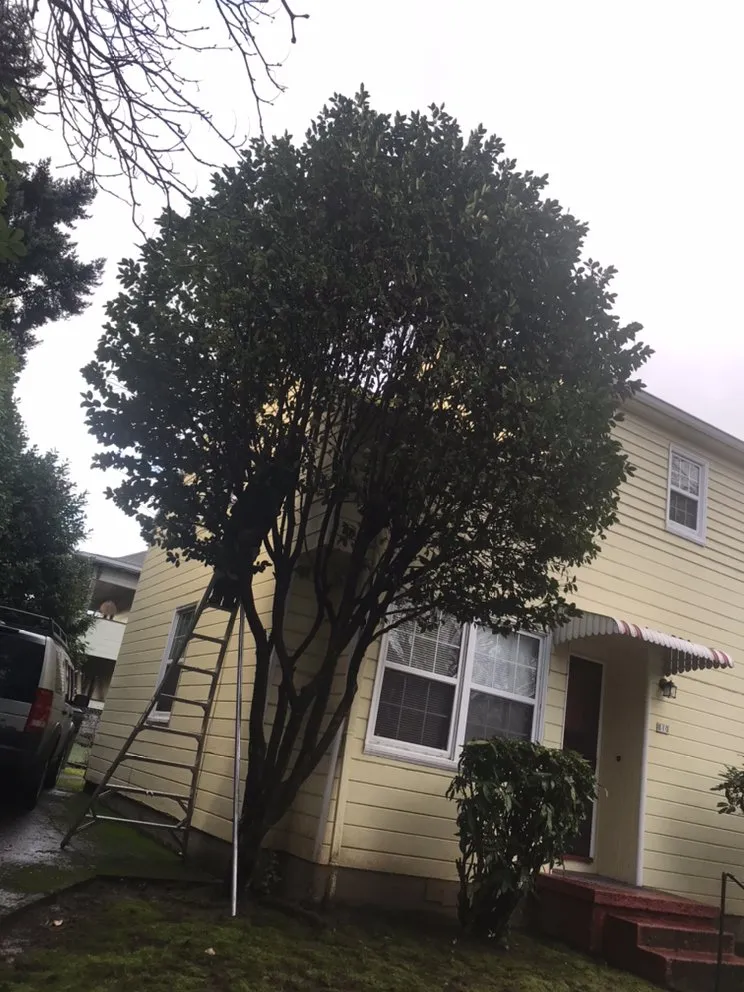 Expert lawn mowing service in Beaverton, OR - M Pruning Landscaping