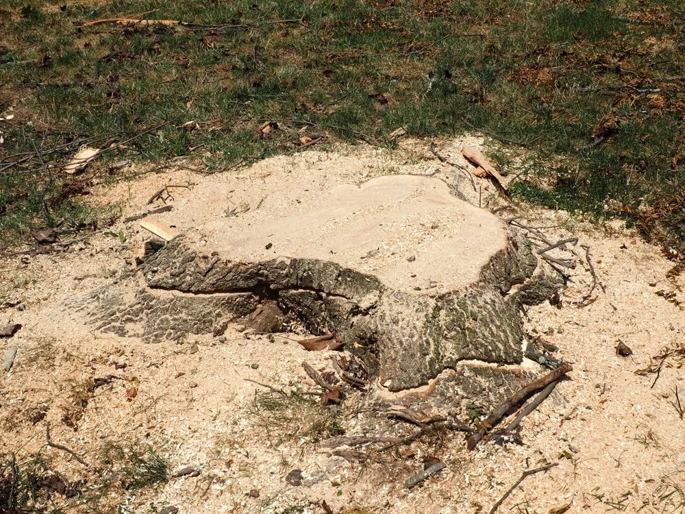 Custom garden landscaping with custom design in Garden City South, NY by M. Ramirez Landscaping