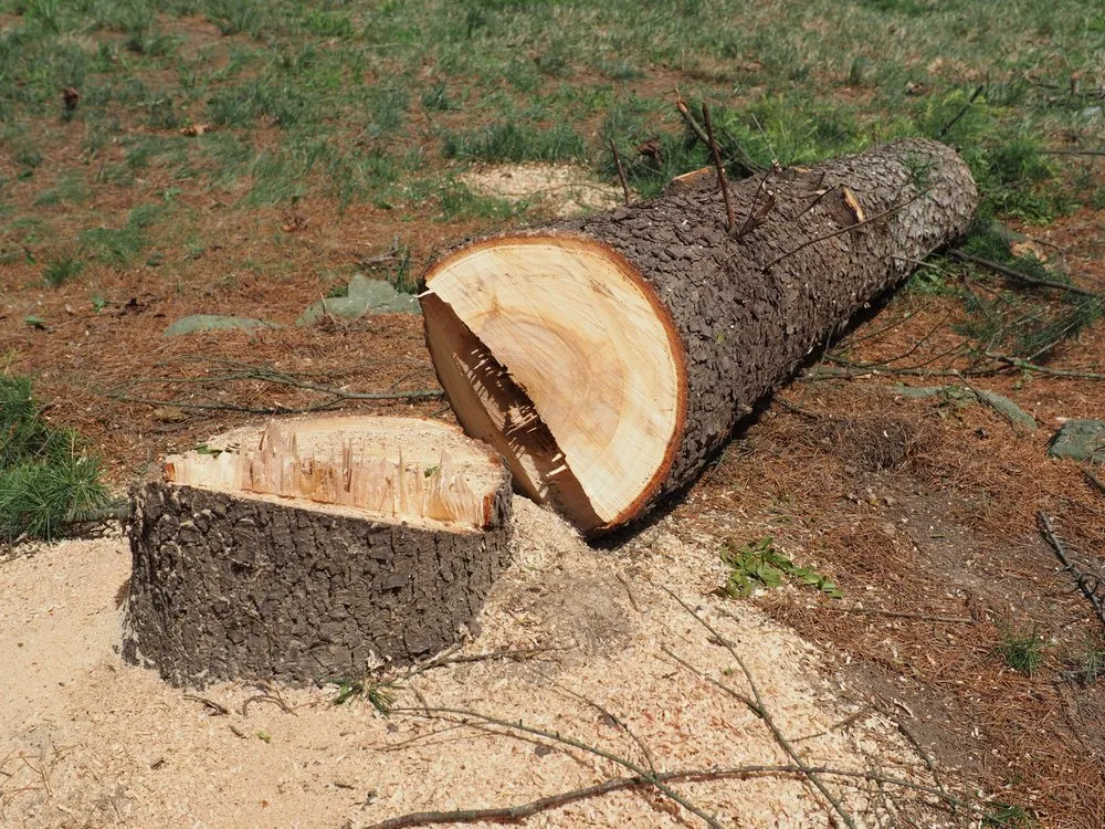 Professional yard cleanup service in Garden City South, NY by M. Ramirez Landscaping