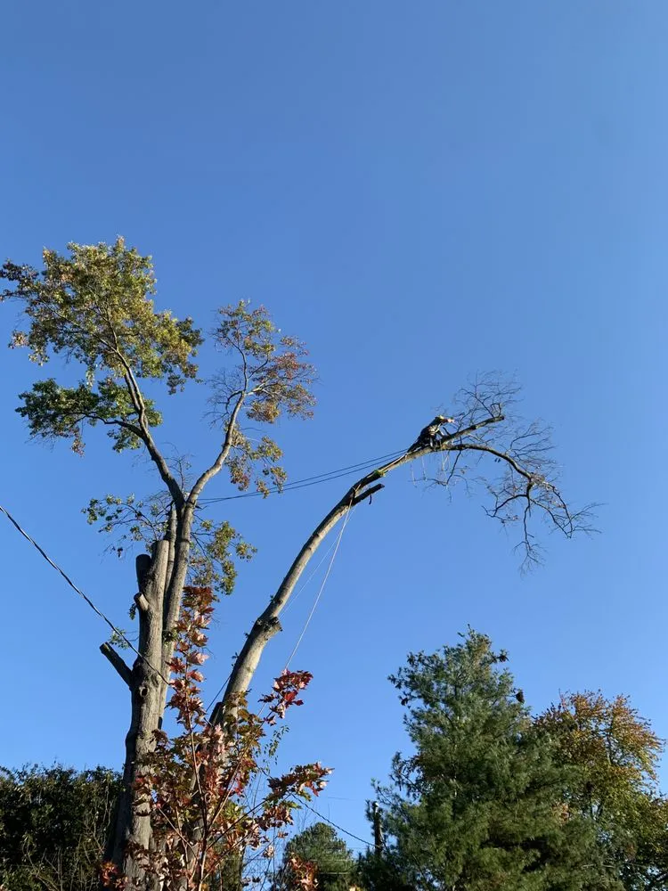 Local landscaping services for residential properties in Richmond, VA by M Santos Landscaping & Tree Service