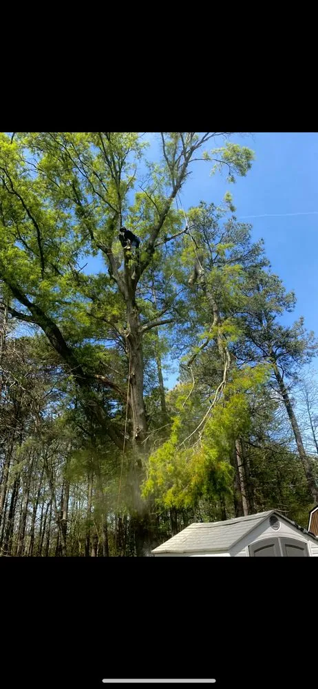 Expert landscape design in Richmond, VA by M Santos Landscaping & Tree Service