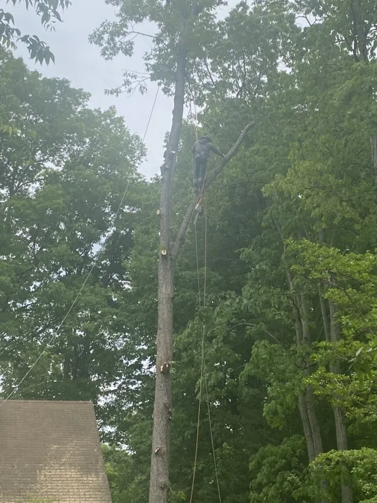 Expert yard maintenance in Richmond, VA - M Santos Landscaping & Tree Service