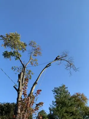 M Santos Landscaping & Tree Service Logo