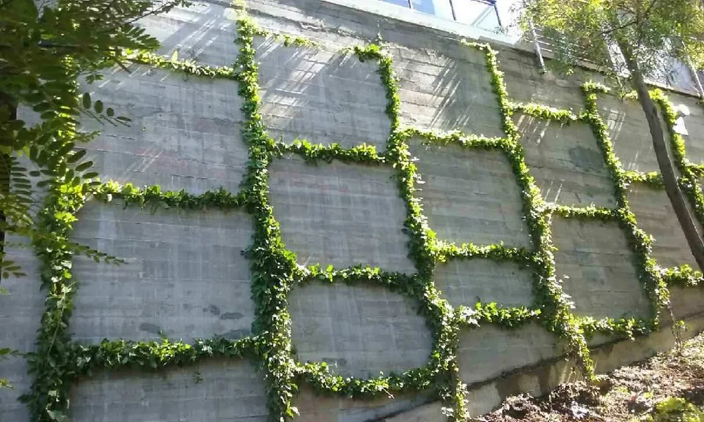 Trusted yard cleanup service in Los Angeles, CA by M Squared Landscapes