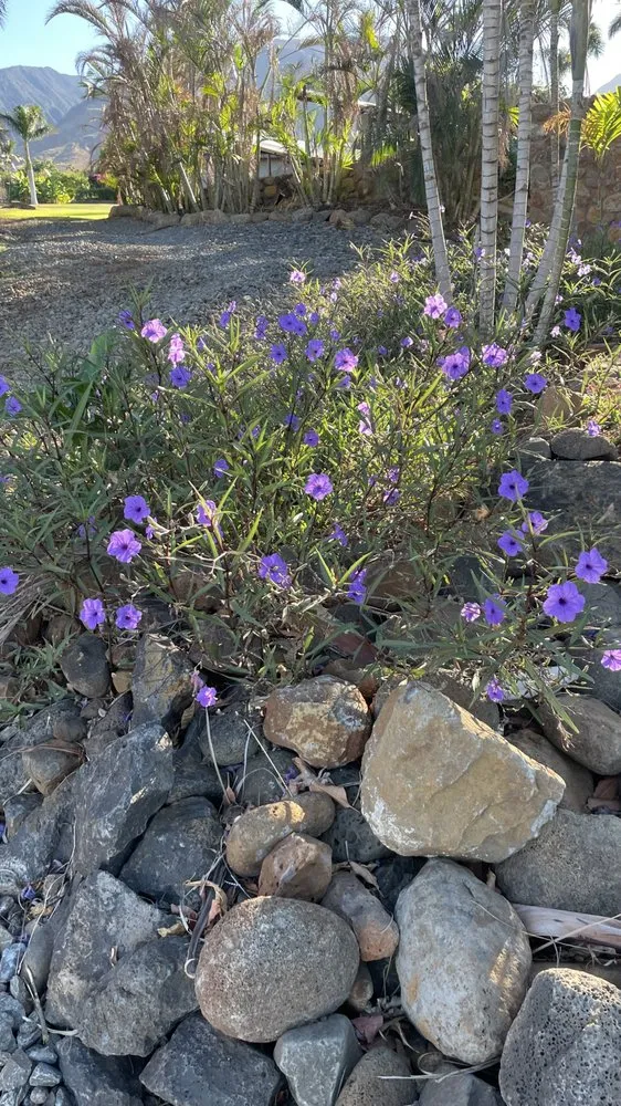Top-rated yard maintenance in Lahaina, HI by M T Landscaping