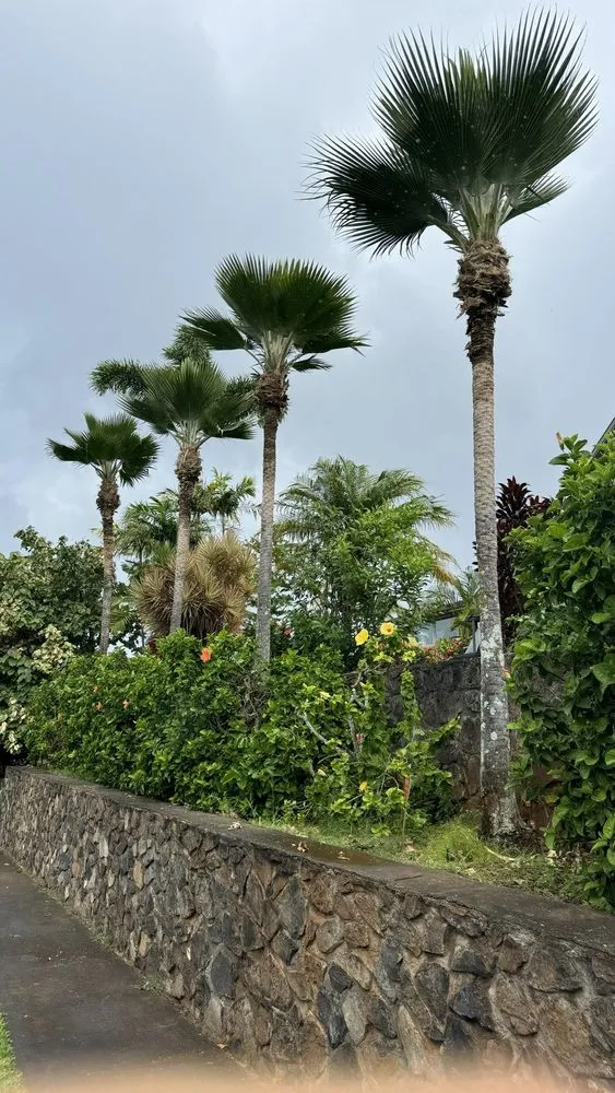 Professional lawn care service in Lahaina, HI by M T Landscaping