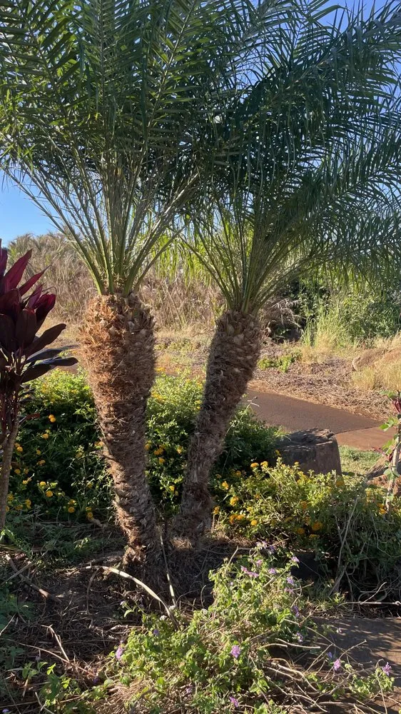 Trusted yard maintenance in Lahaina, HI by M T Landscaping