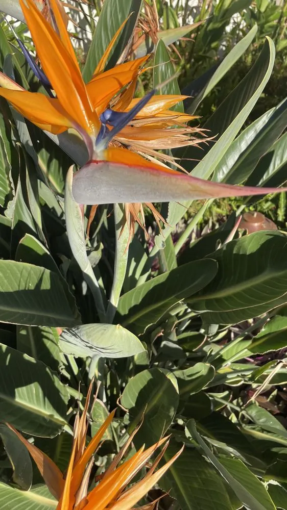 Affordable yard cleanup service in Lahaina, HI by M T Landscaping