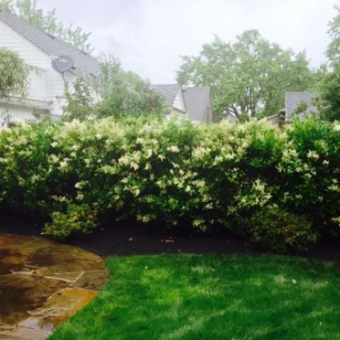 Custom yard maintenance in Portland, OR by M Y C Yard Maintenance