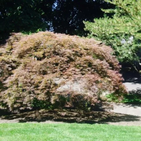 Trusted outdoor landscaping with custom design in Portland, OR by M Y C Yard Maintenance