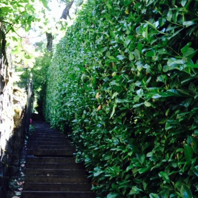 Trusted landscaping services in Portland, OR - M Y C Yard Maintenance