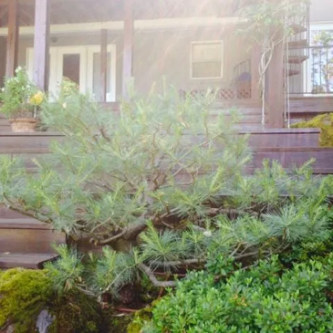 Local landscape installation for residential properties in Portland, OR by M Y C Yard Maintenance