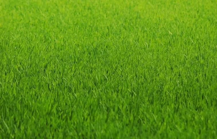 Trusted landscape installation for residential properties across Grand Junction, CO - M360 Lawn Service