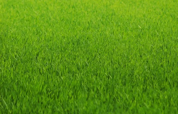 M360 Lawn Service Logo