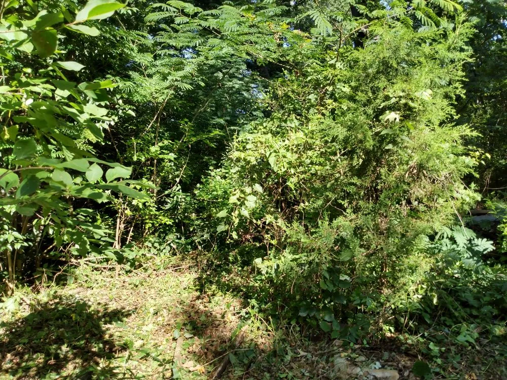 Trusted outdoor landscaping for homes in Forest City, NC by M6 industries