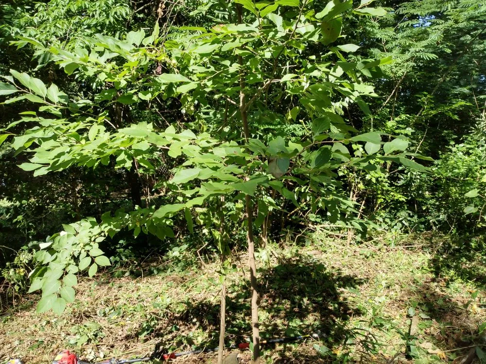 Expert landscaping services experts serving Forest City, NC - M6 industries