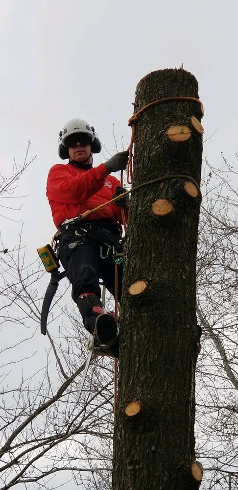 Professional yard cleanup service near you across West Olive, MI - M&A All Seasons Tree Service