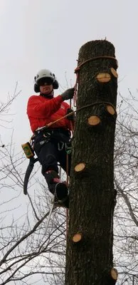 M&A All Seasons Tree Service Logo