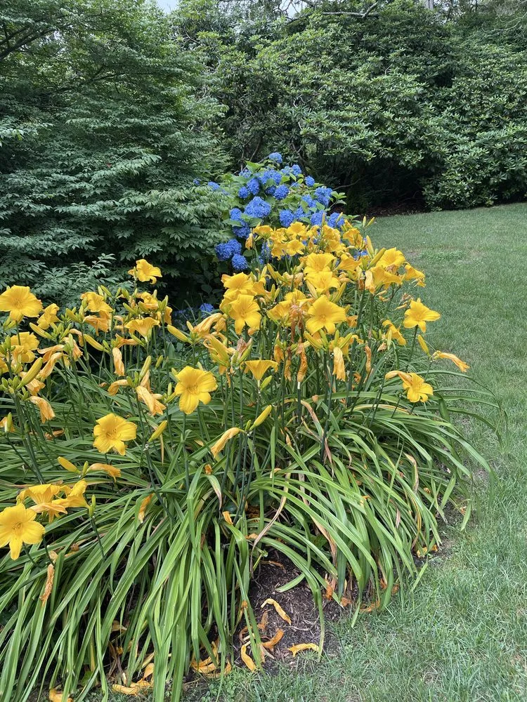 Top-rated landscaping services in Chatham, MA by MA Landscape and Home Services