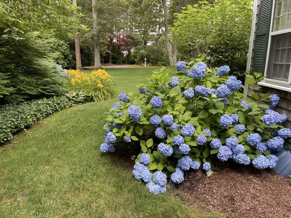 Local residential landscaping for residential properties in Chatham, MA by MA Landscape and Home Services