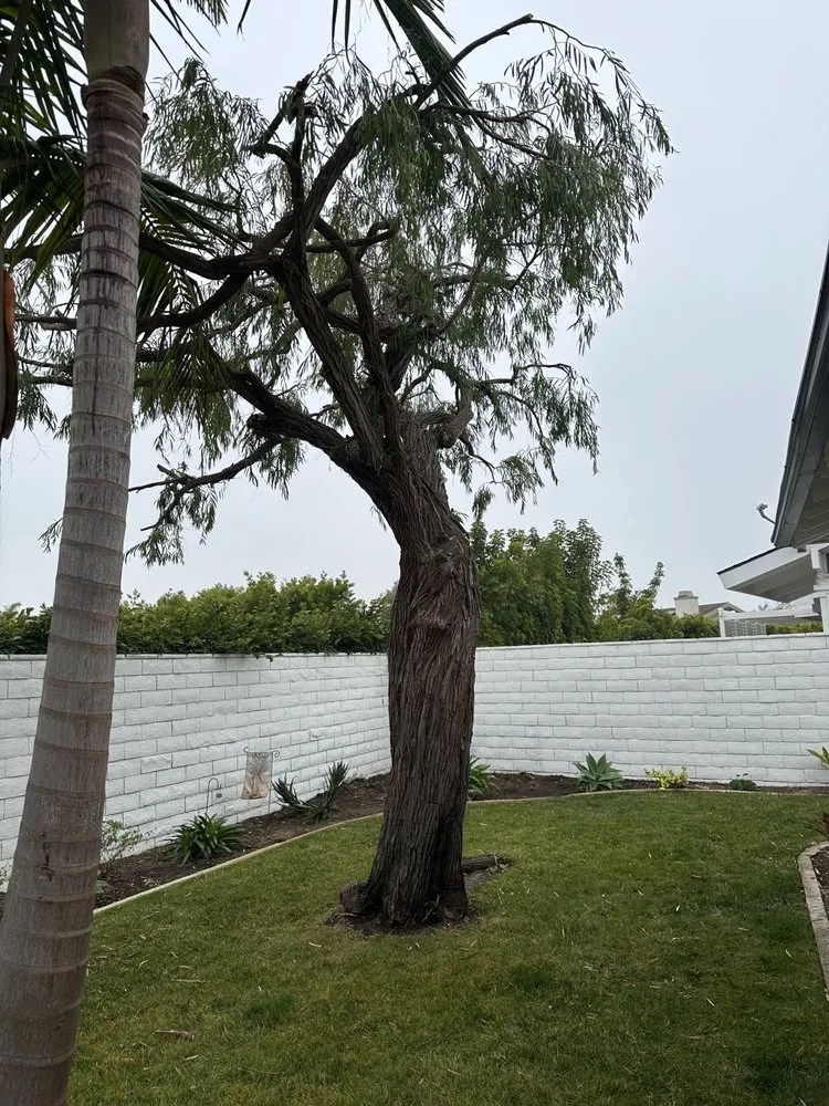 Trusted residential landscaping experts serving Long Beach, CA - MA landscaping