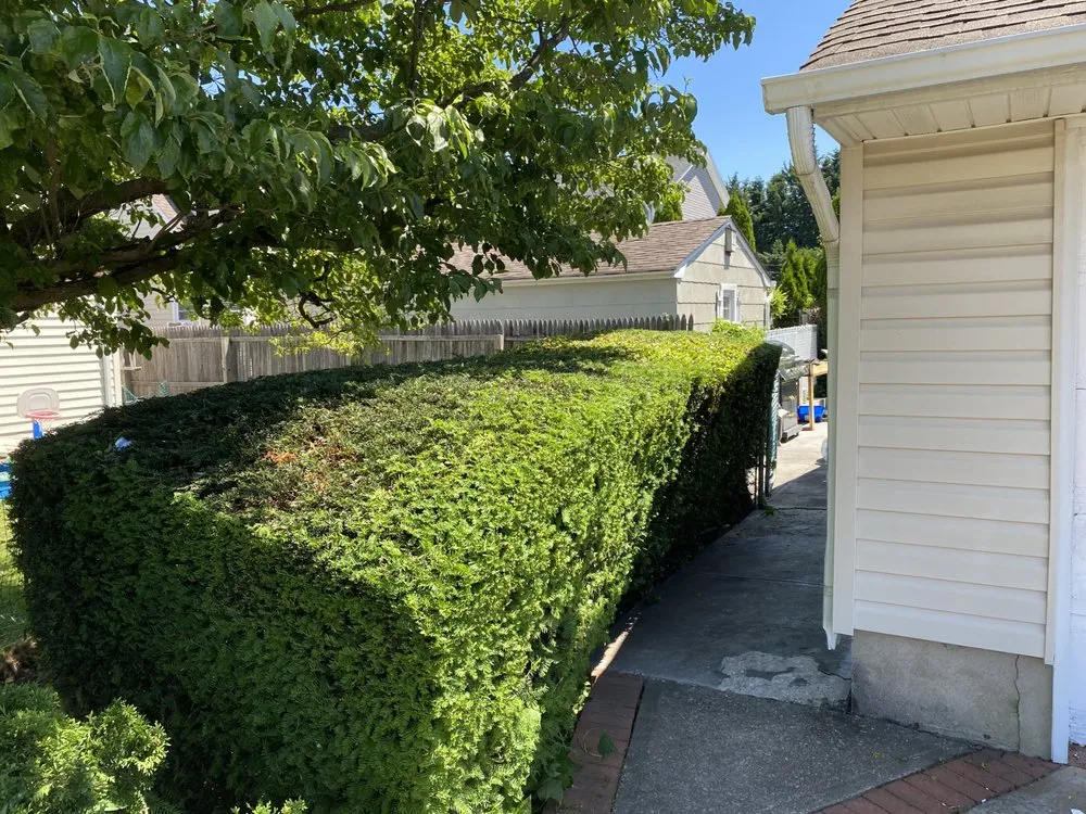 Top-rated landscaping services for year-round maintenance across Westbury, NY - M&A Landscaping