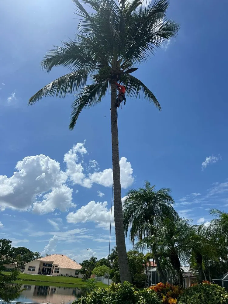 Local yard cleanup service in Fort Lauderdale, FL by M&A Tree and Lawn Service