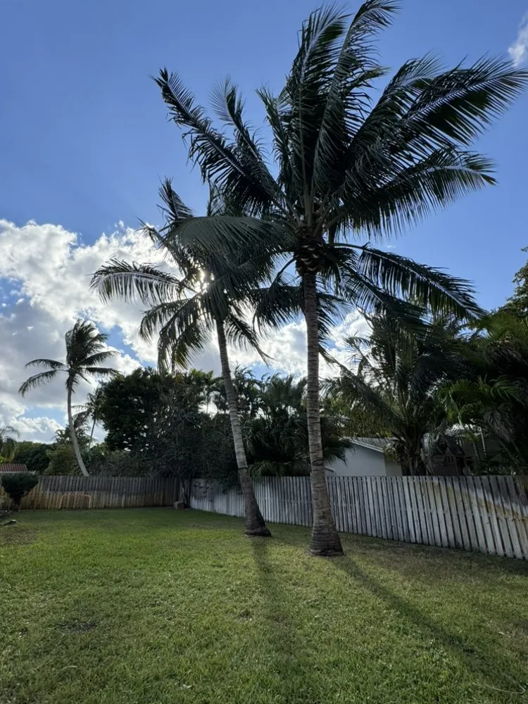 Top-rated residential landscaping experts serving Fort Lauderdale, FL - M&A Tree and Lawn Service