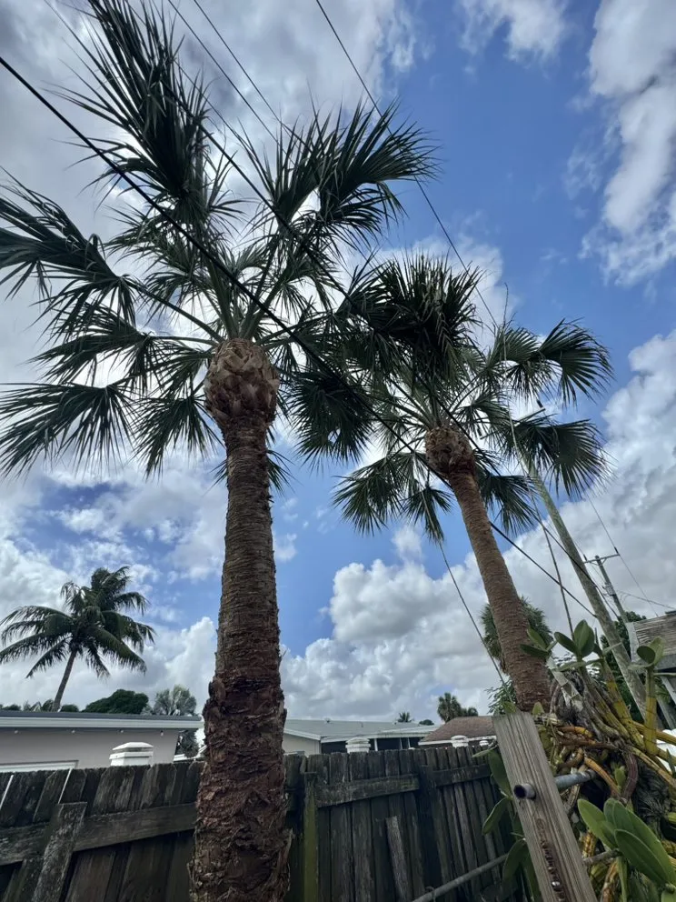 Local lawn care service for homes in Fort Lauderdale, FL by M&A Tree and Lawn Service