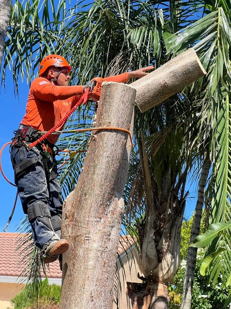 Trusted landscape design experts serving Fort Lauderdale, FL - M&A Tree and Lawn Service
