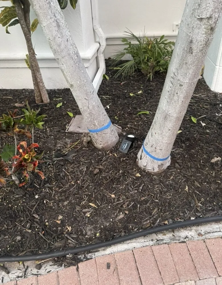 Top-rated yard maintenance for year-round maintenance in Fort Lauderdale, FL by M&A Tree and Lawn Service