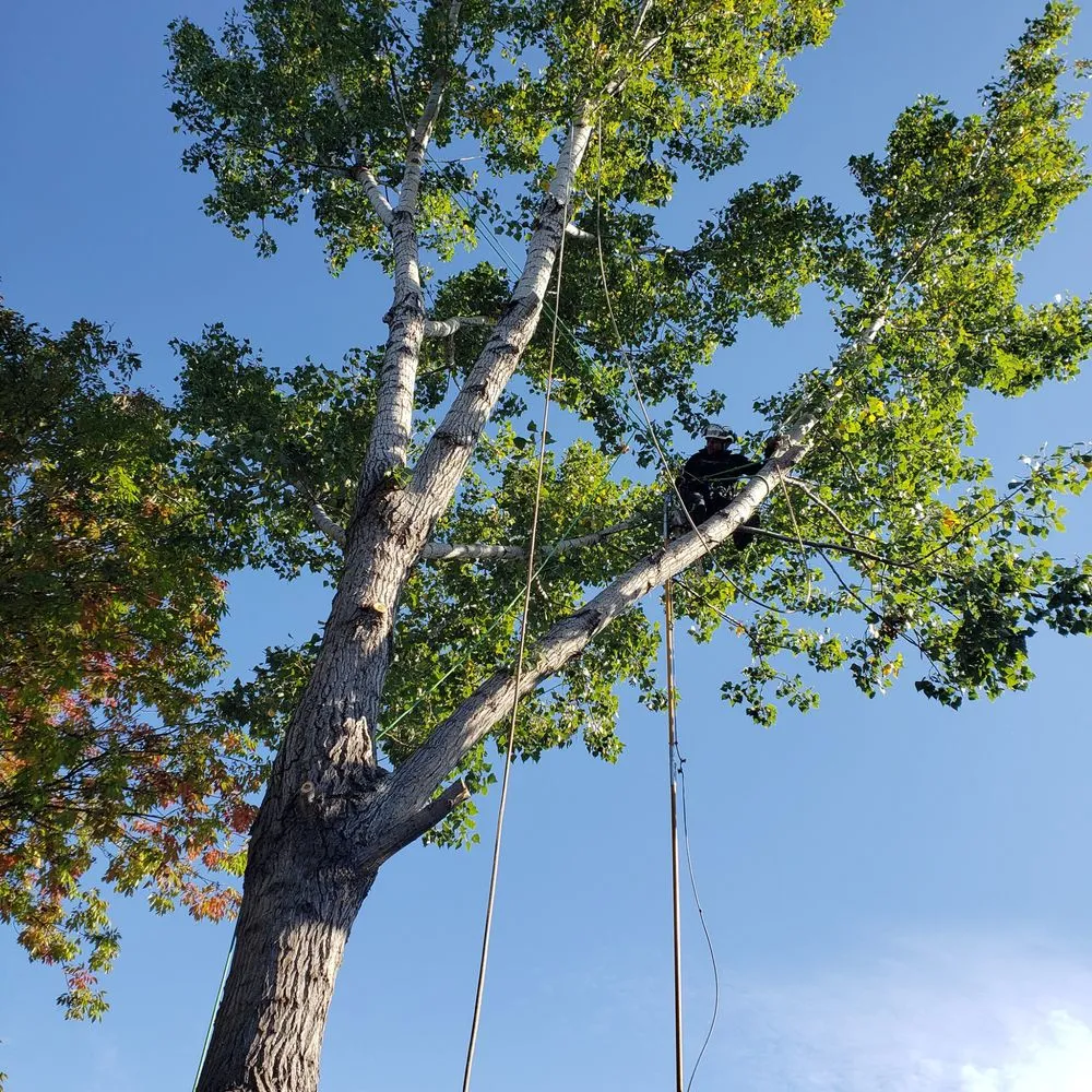 Affordable residential landscaping in Bellevue, NE by M&A Tree Service And Landscaping