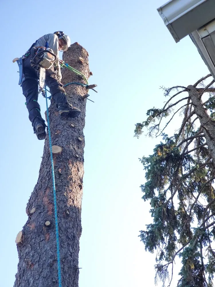 Local landscape design in Bellevue, NE by M&A Tree Service And Landscaping