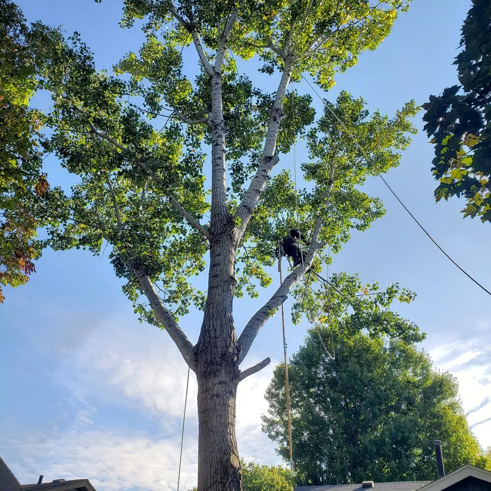 Reliable lawn care service in Bellevue, NE - M&A Tree Service And Landscaping