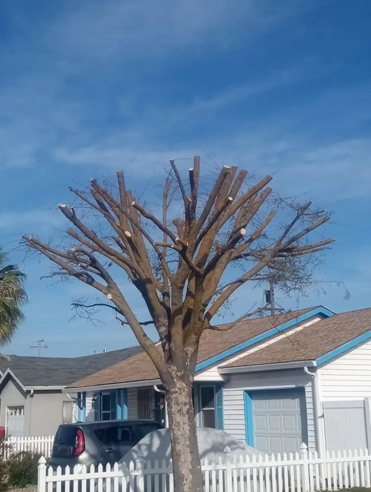 Trusted landscape design in Tracy, CA - M&A yard maintenance