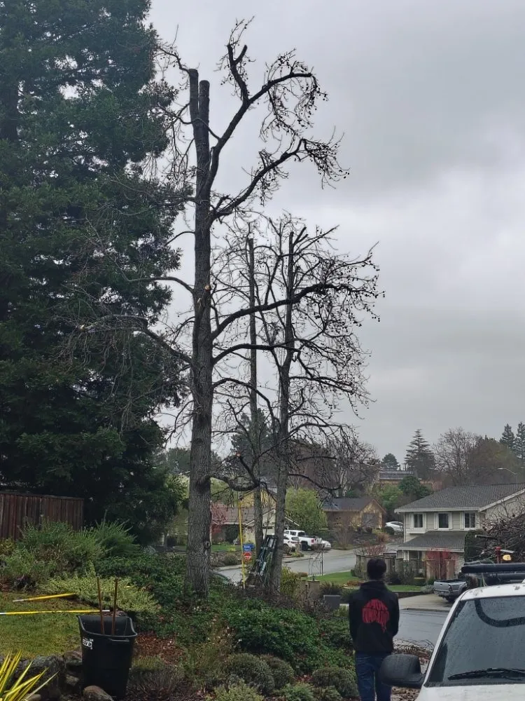 Expert residential landscaping in Tracy, CA - M&A yard maintenance