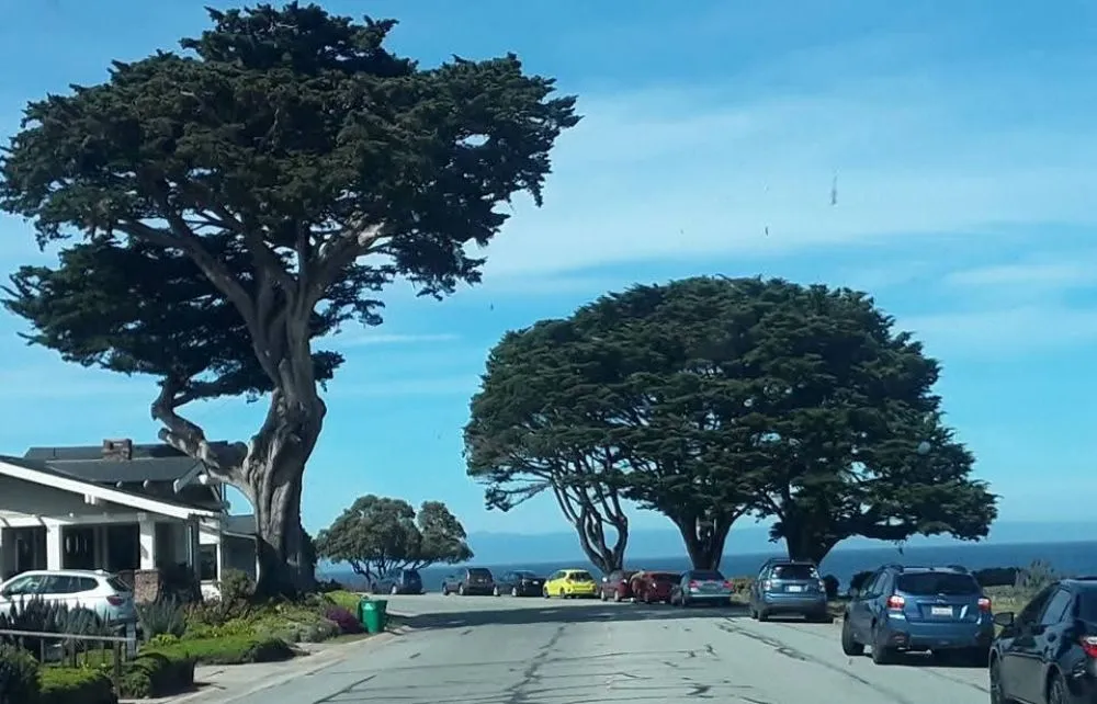 Custom lawn care service for outdoor upgrades across Tracy, CA - M&A yard maintenance