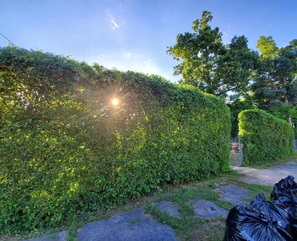 Expert residential landscaping in Little Rock, AR - Mabrie Mow N Go