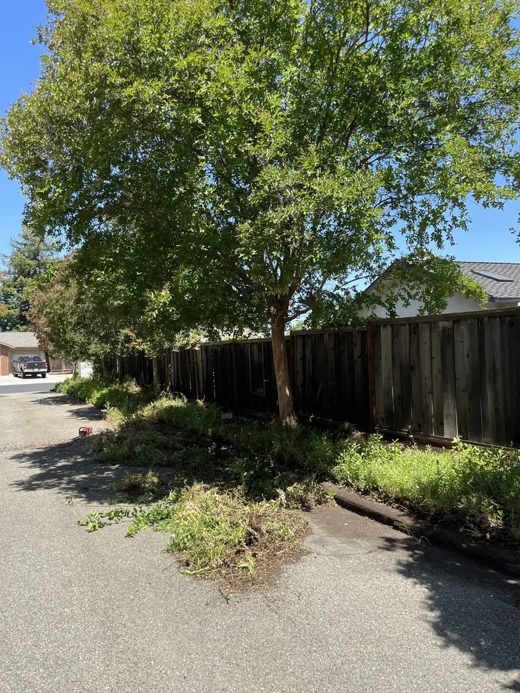 Top-rated yard cleanup service in Clayton, CA by Mac And Josh Landscaping