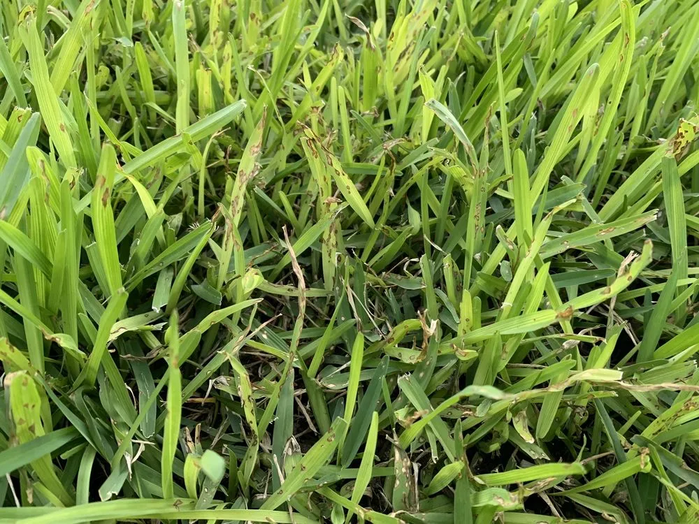 Custom yard cleanup service with custom design across San Antonio, TX - Macario Brother's Lawn Care