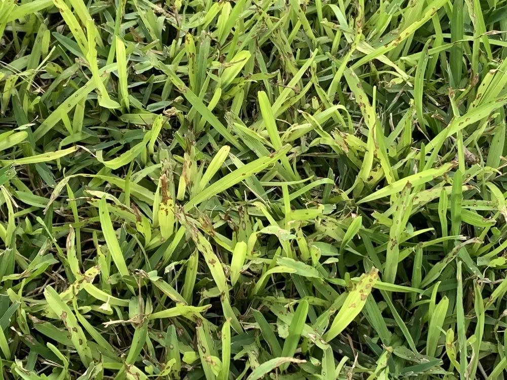 Affordable landscape installation for beautiful yards in San Antonio, TX by Macario Brother's Lawn Care