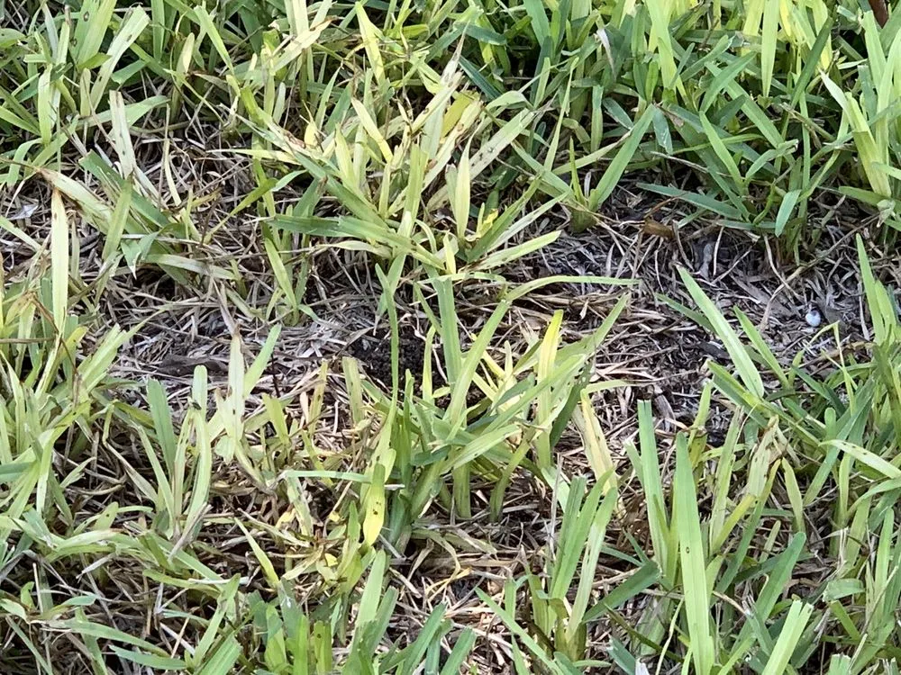 Trusted yard cleanup service in San Antonio, TX - Macario Brother's Lawn Care