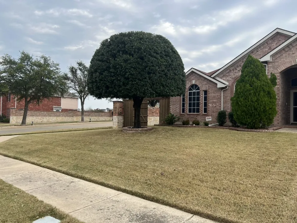 Top-rated yard cleanup service experts serving Wylie, TX - Macario Lawn and Landscaping Service