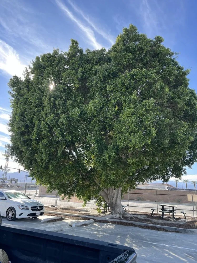 Trusted landscaping services in Thermal, CA by Macarios Tree Service