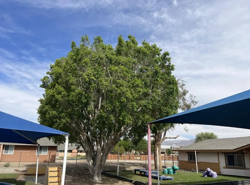 Affordable yard cleanup service in Thermal, CA by Macarios Tree Service