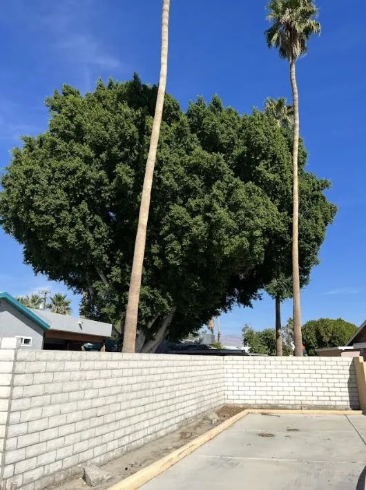 Reliable yard cleanup service in Thermal, CA - Macarios Tree Service