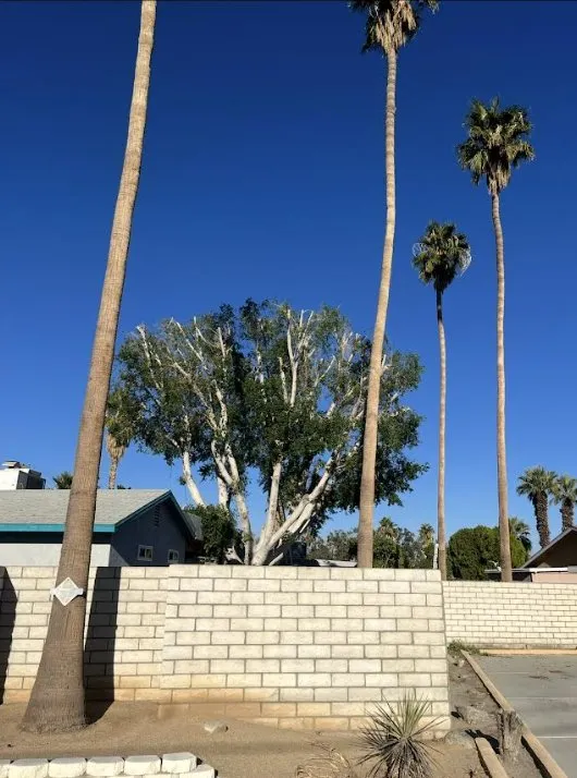 Top-rated landscape design experts serving Thermal, CA - Macarios Tree Service