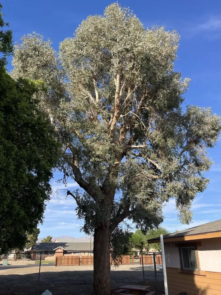 Top-rated lawn mowing service for beautiful yards in Thermal, CA by Macarios Tree Service