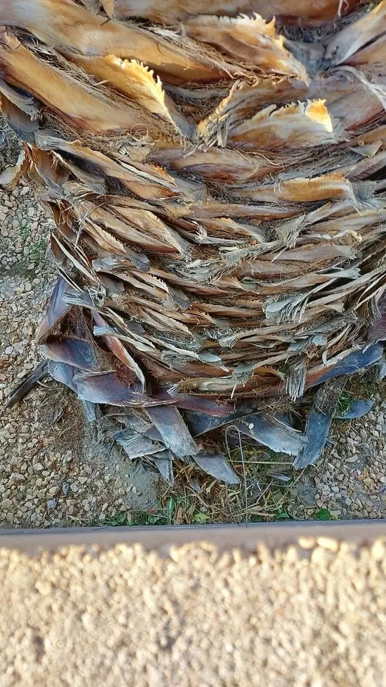 Professional lawn mowing service experts serving Thermal, CA - Macarios Tree Service