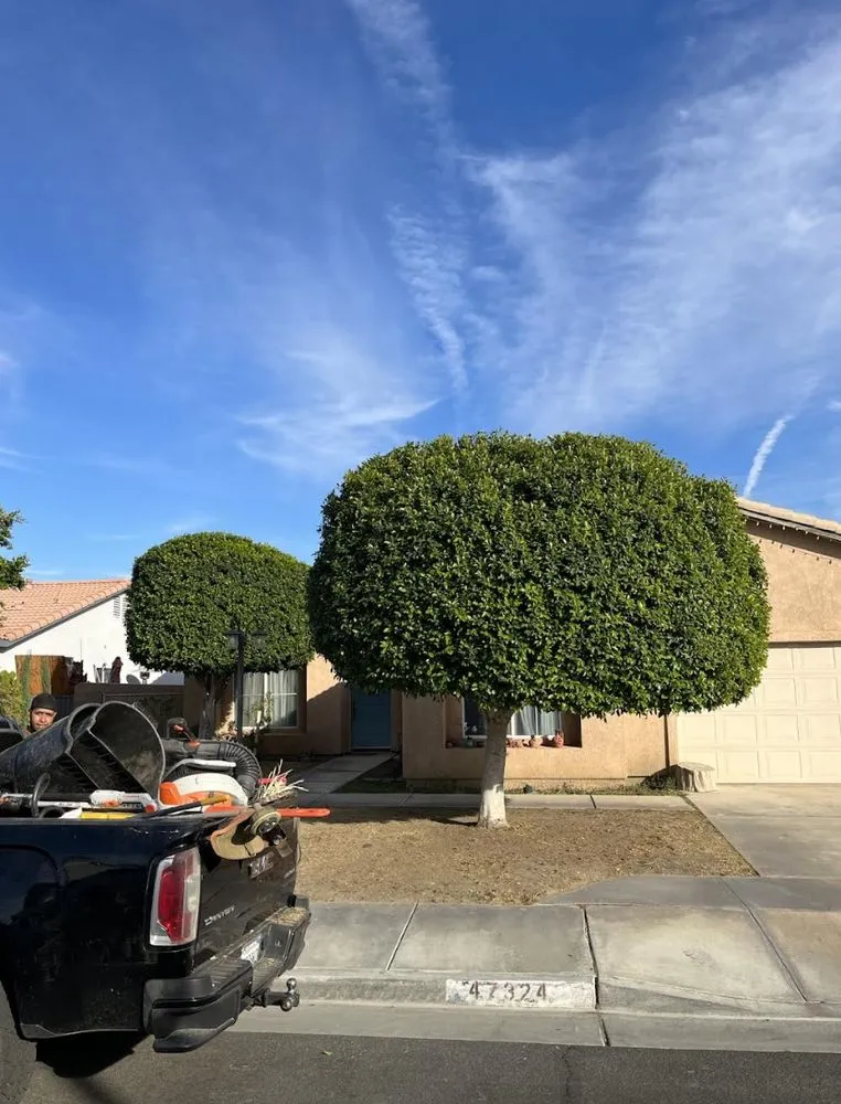 Professional lawn care service in Thermal, CA - Macarios Tree Service